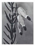 Karl Blossfeldt blossfeldt karl blossfeldt archiv de bildmat1 110 2 Art A4 Photo Print