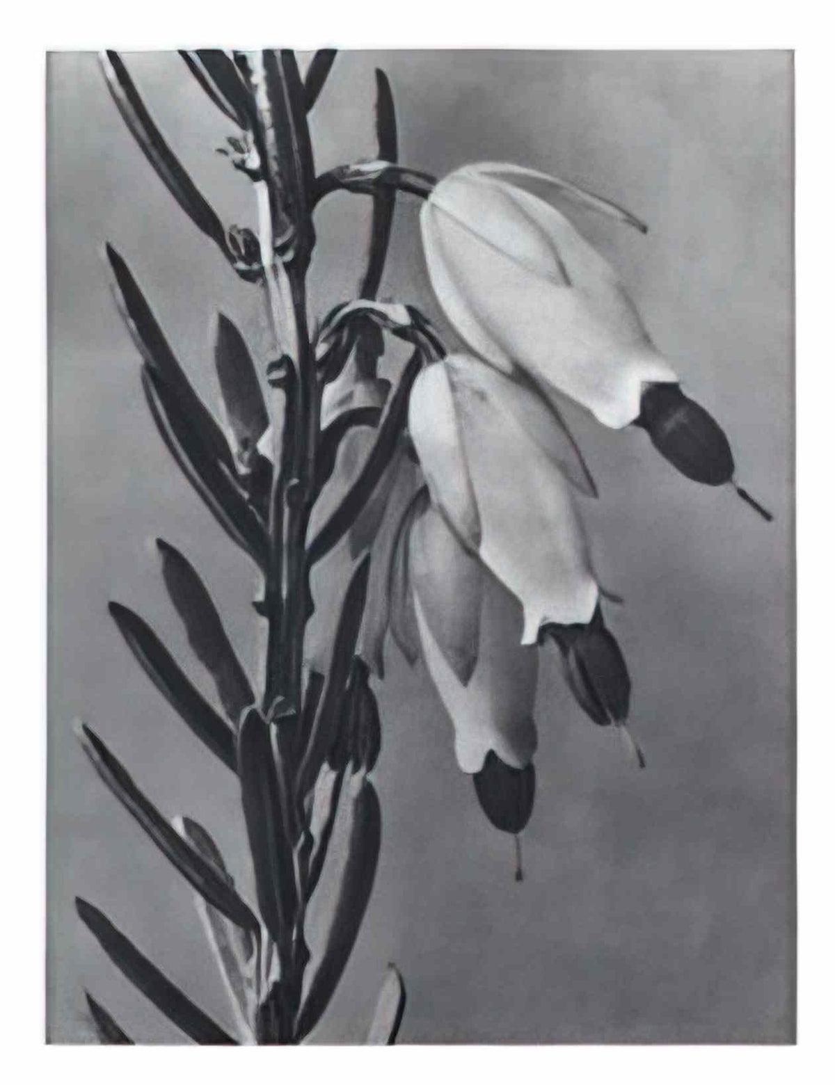 Karl Blossfeldt blossfeldt karl blossfeldt archiv de bildmat1 110 2 Art A4 Photo Print