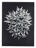 Karl Blossfeldt blossfeldt karl blossfeldt archiv de bildmat1 113 2 Art A4 Photo Print