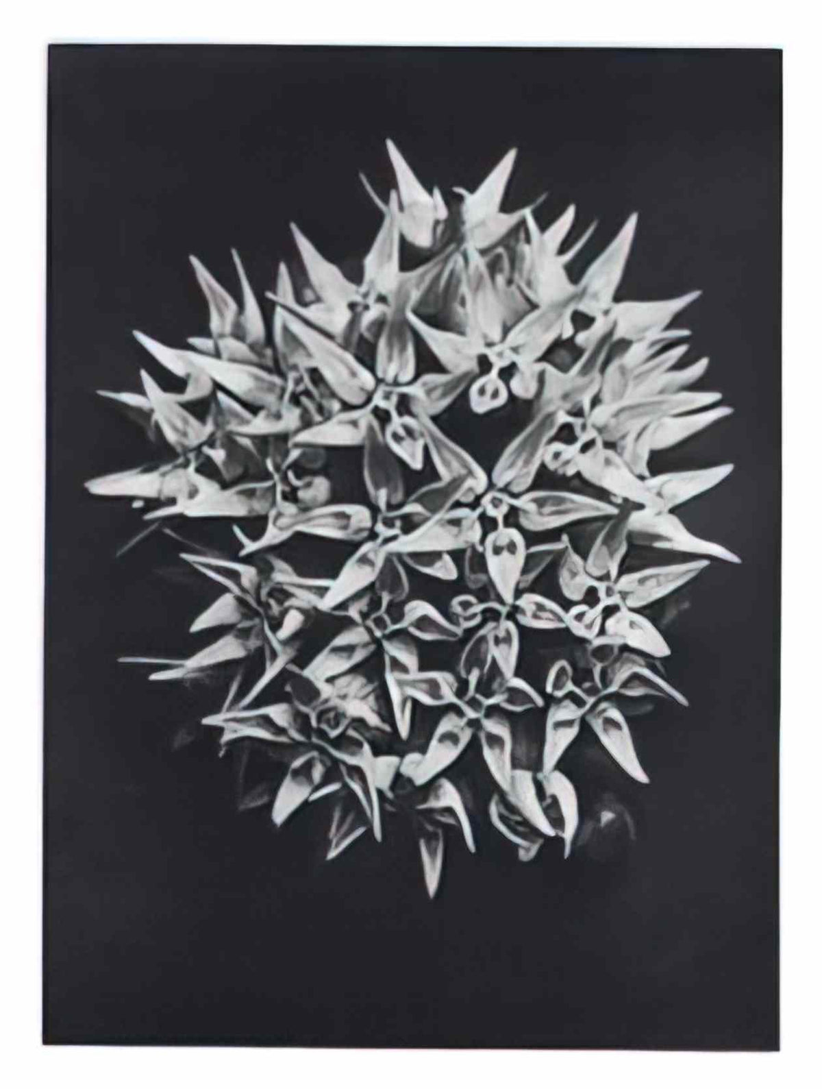 Karl Blossfeldt blossfeldt karl blossfeldt archiv de bildmat1 113 2 Art A4 Photo Print