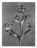 Karl Blossfeldt blossfeldt karl blossfeldt archiv de bildmat1 43 Art A4 Photo Print