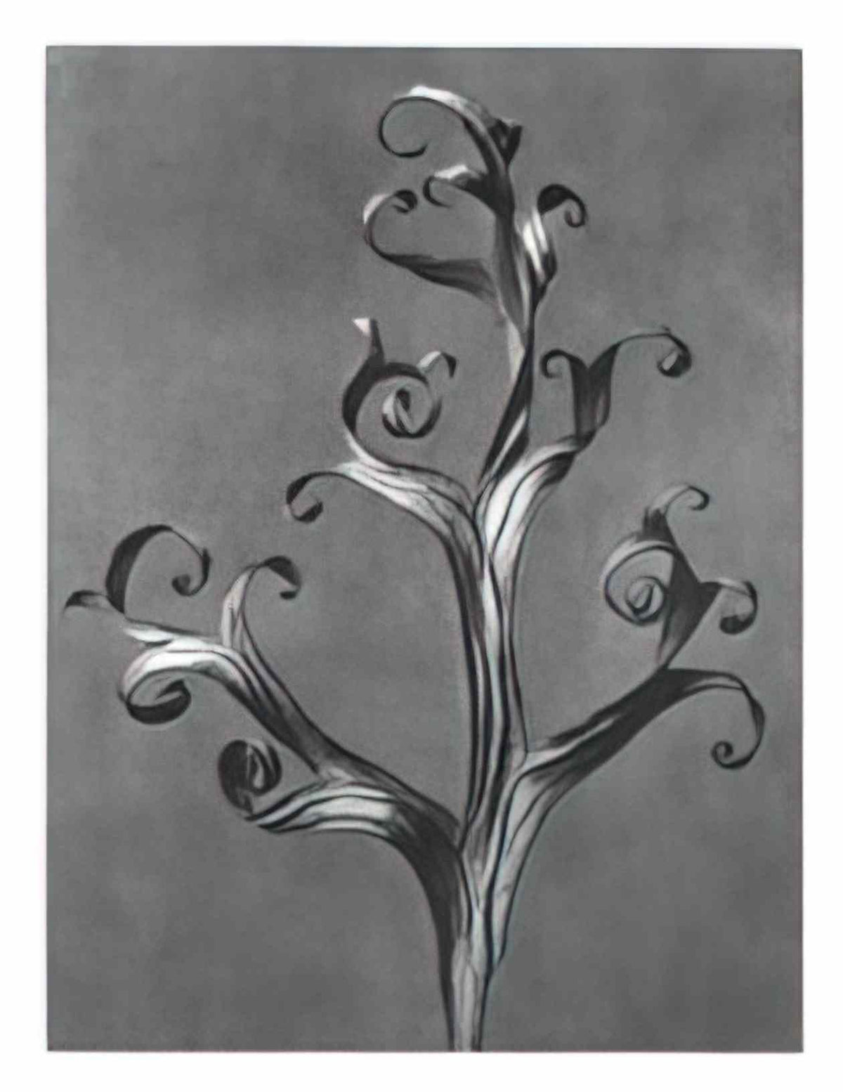 Karl Blossfeldt blossfeldt karl blossfeldt archiv de bildmat1 43 Art A4 Photo Print