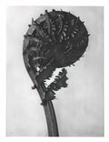 Jusepe de Ribera saint elias 1638 Art A4 Photo Print