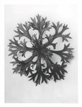 Jusepe de Ribera saint hristopher 1637 Art A4 Photo Print