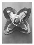 Jusepe de Ribera st paul the hermit Art A4 Photo Print