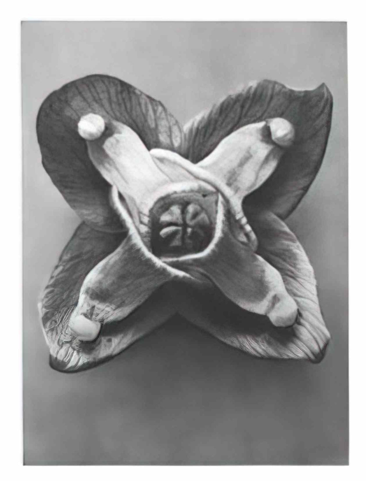 Jusepe de Ribera st paul the hermit Art A4 Photo Print
