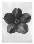 Jusepe de Ribera st philip Art A4 Photo Print