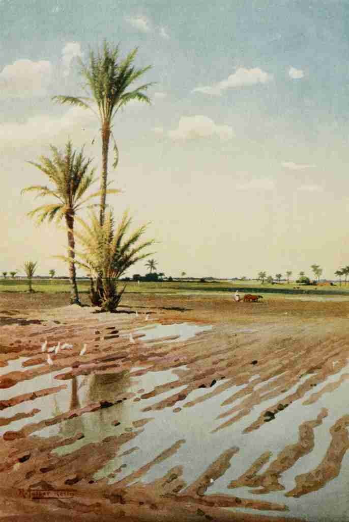 Kelly Robert Talbot 1861 1934 Egypt 1903 An irrigated field A4 Photo Print