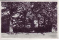 Kent England 223 Vintage A4 Photo Print