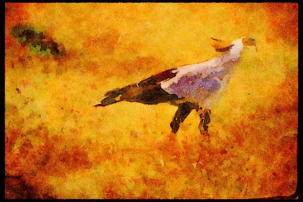 Kenya Africa 253005 Secretary Bird A4 Limited Edition Watercolour Print