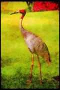 Kenya Africa 253015 Red headed Crane A4 Limited Edition Watercolour Print