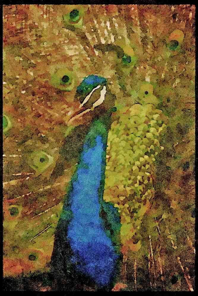 Kenya Africa 253019 Displaying Male Peacock A4 Limited Edition Watercolour Print