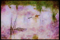Kenya Africa 253020 White Heron In Flight A4 Limited Edition Watercolour Print