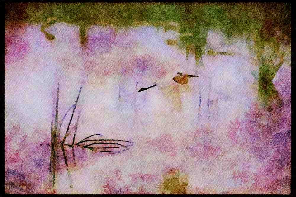 Kenya Africa 253020 White Heron In Flight A4 Limited Edition Watercolour Print