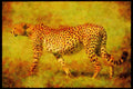 Kenya Africa 253021 Cheetah A4 Limited Edition Watercolour Print
