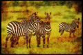 Kenya Africa 253027 Burchell's Zebra A4 Limited Edition Watercolour Print