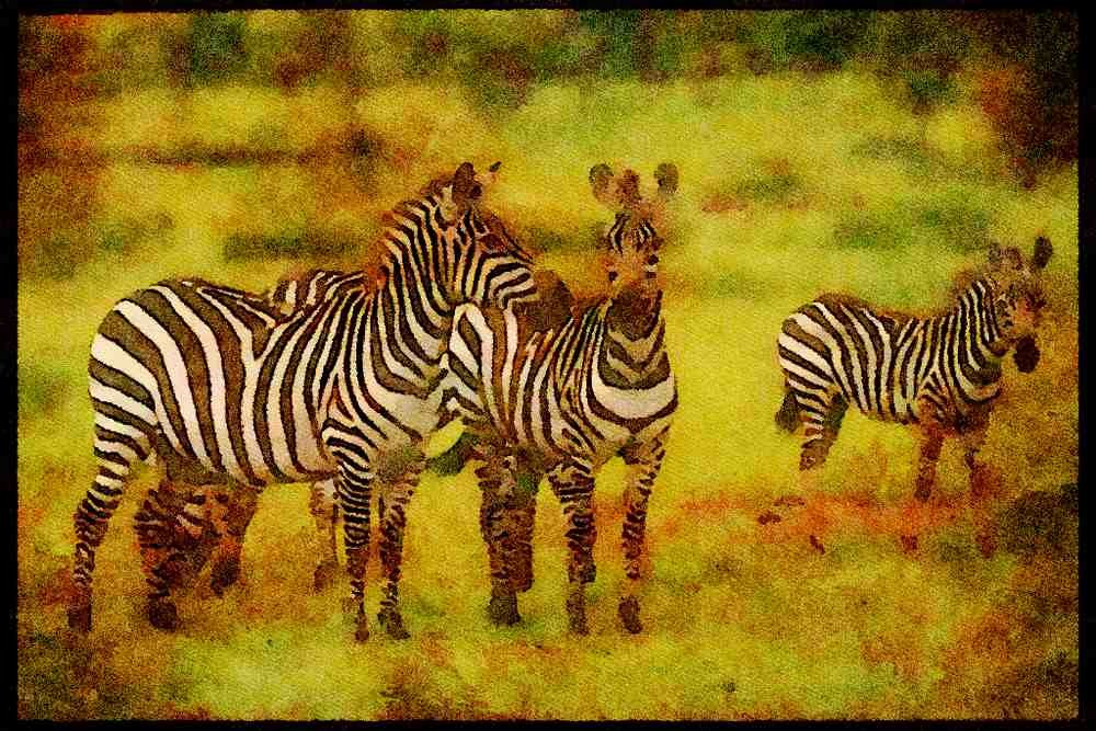 Kenya Africa 253027 Burchell's Zebra A4 Limited Edition Watercolour Print