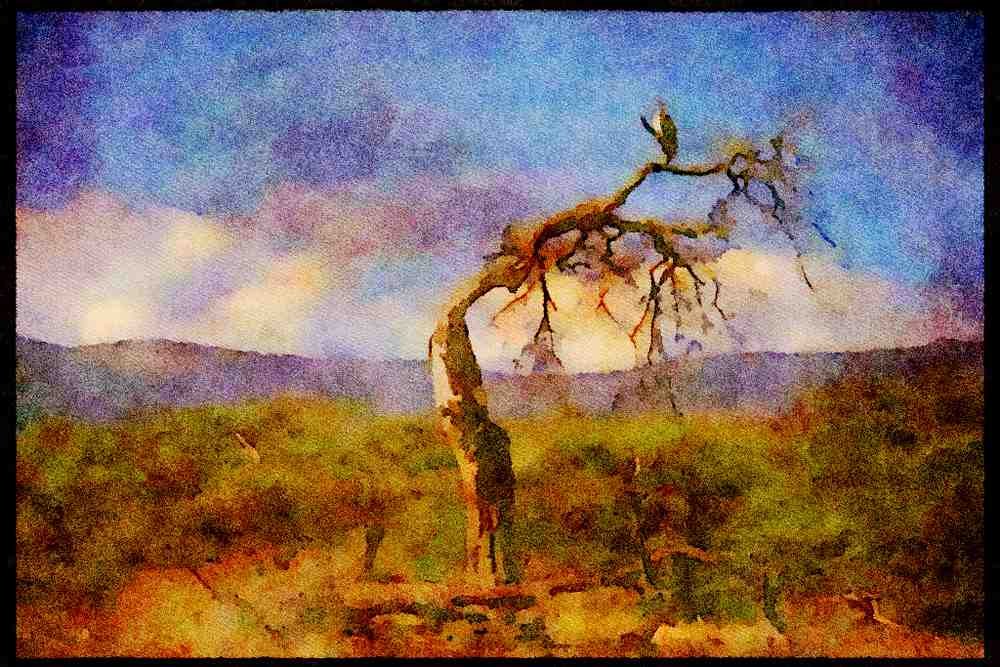 Kenya Africa 253028 Harrier Eagle A4 Limited Edition Watercolour Print