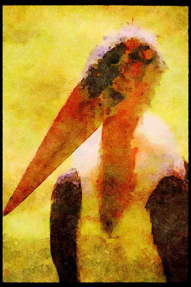 Kenya Africa 253035 Maribou Stork A4 Limited Edition Watercolour Print