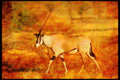 Kenya Africa 253041 Oryx A4 Limited Edition Watercolour Print