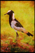 Kenya Africa 253045 Blacksmith Plover A4 Limited Edition Watercolour Print