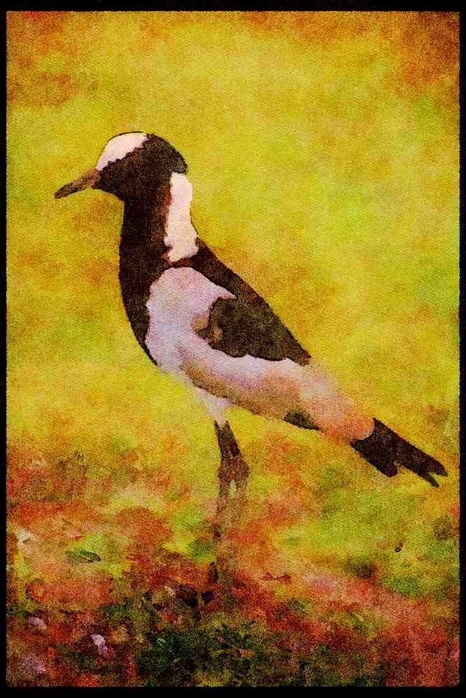 Kenya Africa 253045 Blacksmith Plover A4 Limited Edition Watercolour Print
