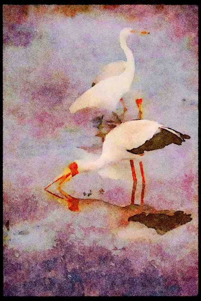 Kenya Africa 253046 White Crane And Yellow billed Stork A4 Limited Edition Watercolour Print