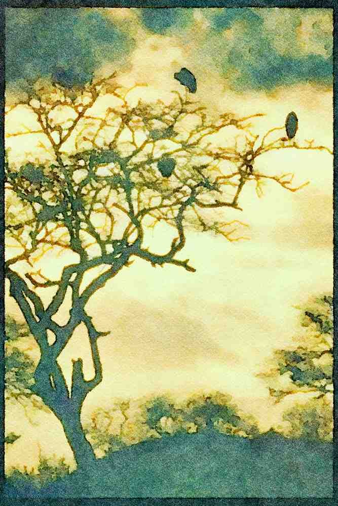 Kenya Africa 253059 Storks In The Treetops At Sunset A4 Limited Edition Watercolour Print