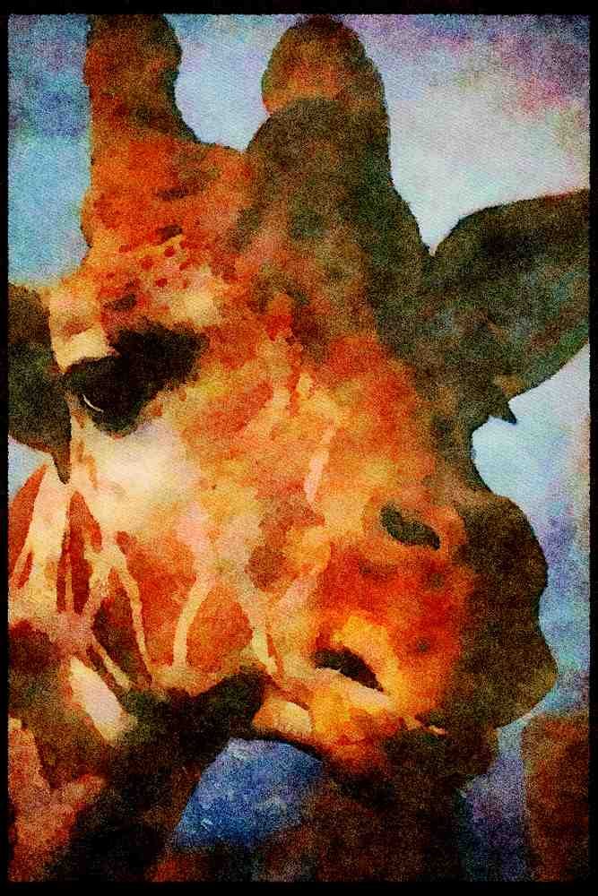 Kenya Africa 253060 Rothchild's Giraffe A4 Limited Edition Watercolour Print