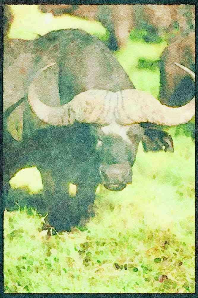 Kenya Africa 253061 Cape Buffalo A4 Limited Edition Watercolour Print