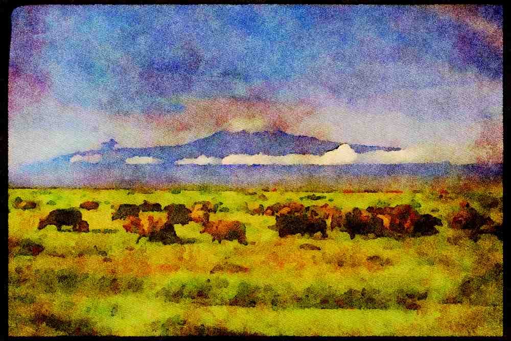 Kenya Africa 253065 Cape Buffalo Grazing A4 Limited Edition Watercolour Print