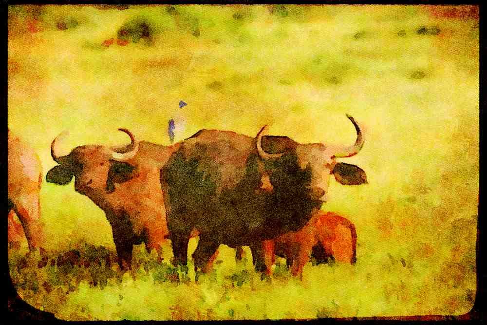 Kenya Africa 253085 Grazing Cape Buffalo A4 Limited Edition Watercolour Print