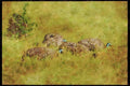 Kenya Africa 253087 Helmeted Guineafowl A4 Limited Edition Watercolour Print