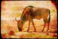 Kenya Africa 253088 Wildebeast A4 Limited Edition Watercolour Print