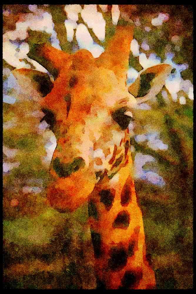 Kenya Africa 253092 Rothchild's Giraffe (close up) A4 Limited Edition Watercolour Print