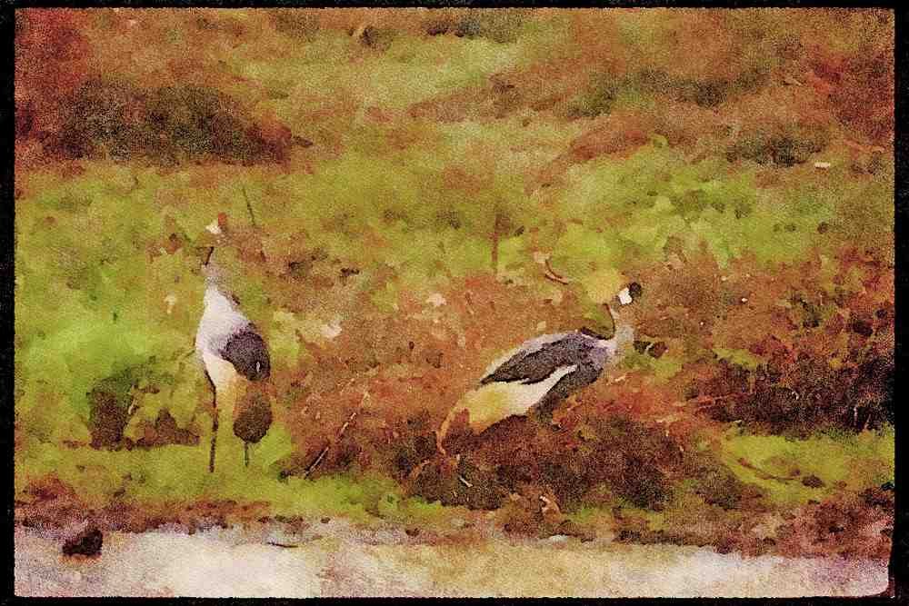 Kenya Africa 253095 Crown headed Cranes A4 Limited Edition Watercolour Print