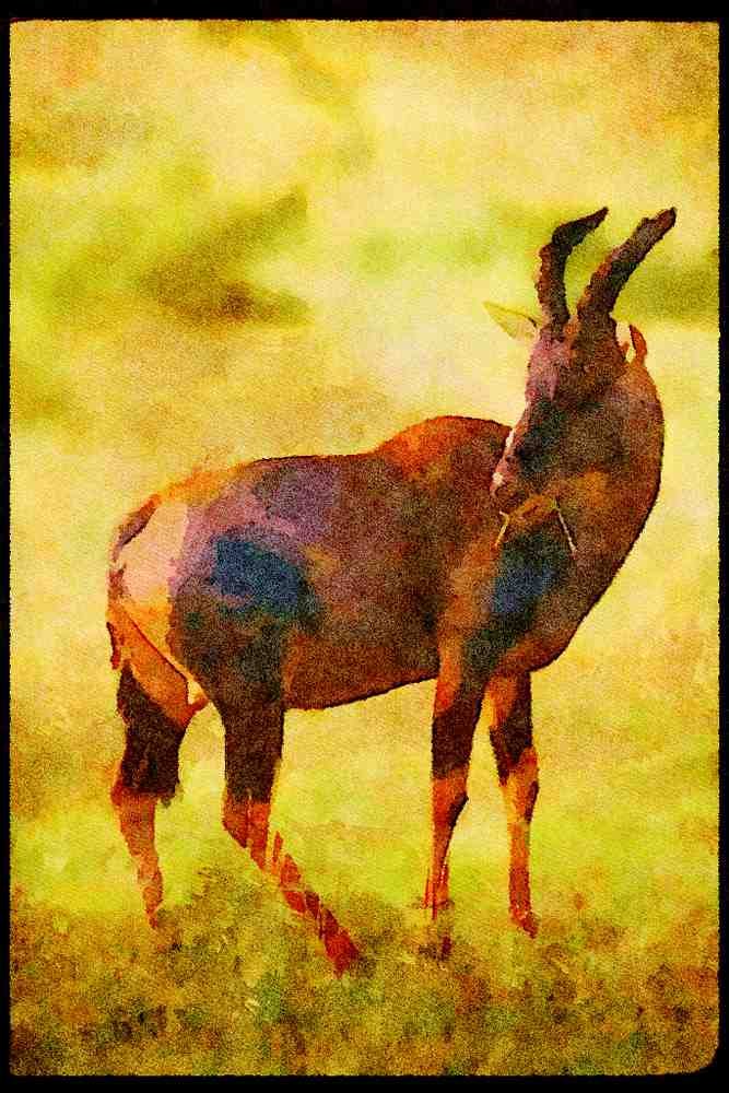 Kenya Africa 253097 Topi A4 Limited Edition Watercolour Print