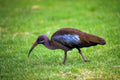 Kenya Glossy Ibis Bird A4 Photo Print