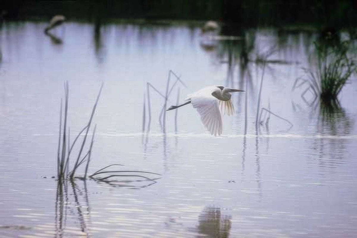 Kenya Great Egret Flight A4 Photo Print