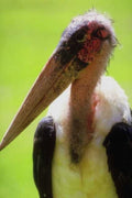 Kenya Grey Crowned Crane A4 Photo Print