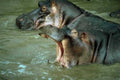 Kenya Hippopotamus Water Teeth A4 Photo Print
