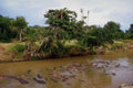 Kenya Hippos Riverbank Wildlife A4 Photo Print
