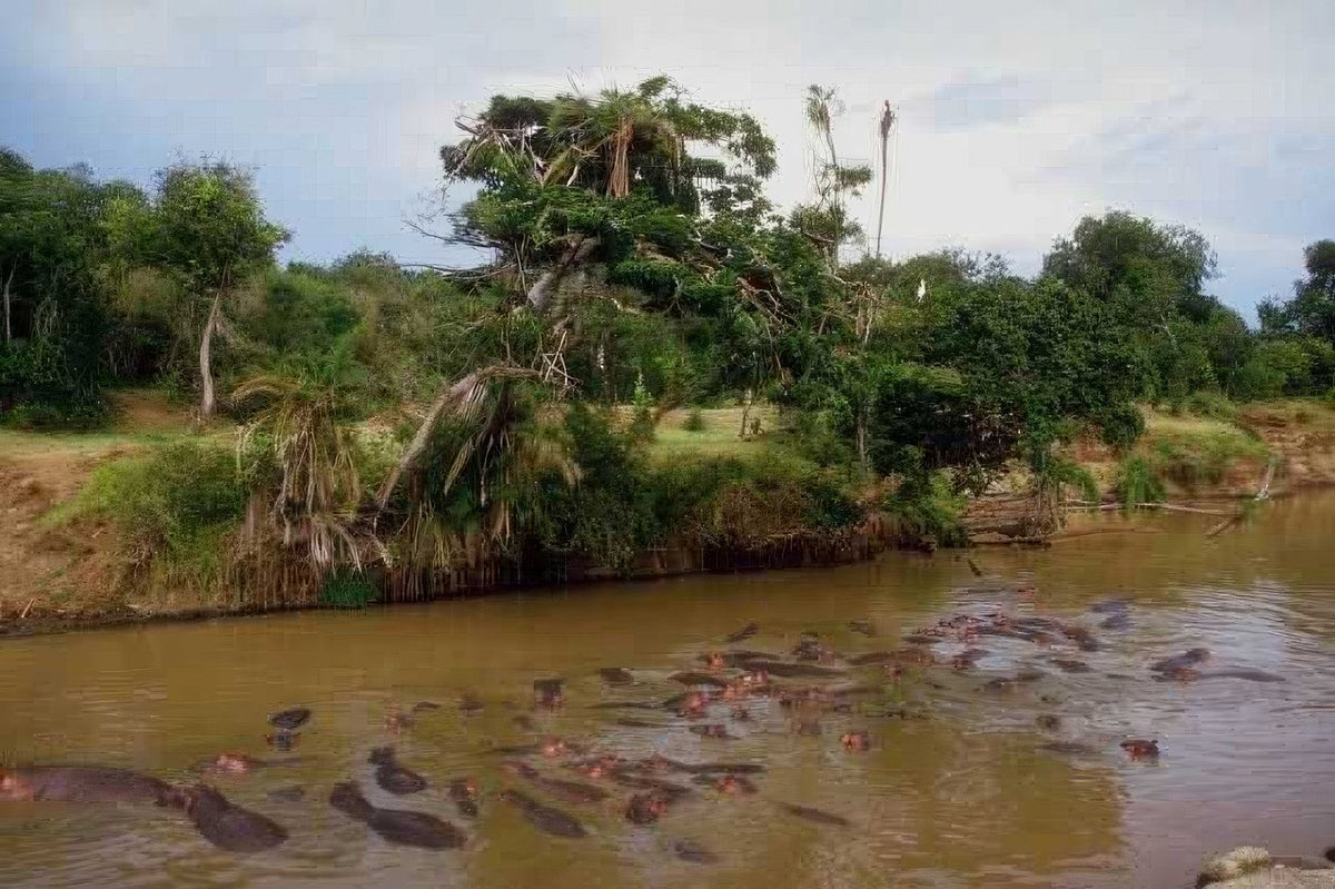 Kenya Hippos Riverbank Wildlife A4 Photo Print