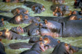 Kenya Hippos Zambezi Water A4 Photo Print