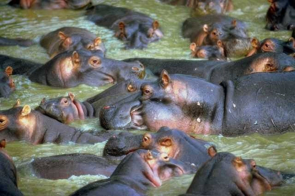 Kenya Hippos Zambezi Water A4 Photo Print