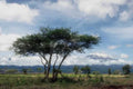 Kenya Kilimanjaro Acacia Plains A4 Photo Print