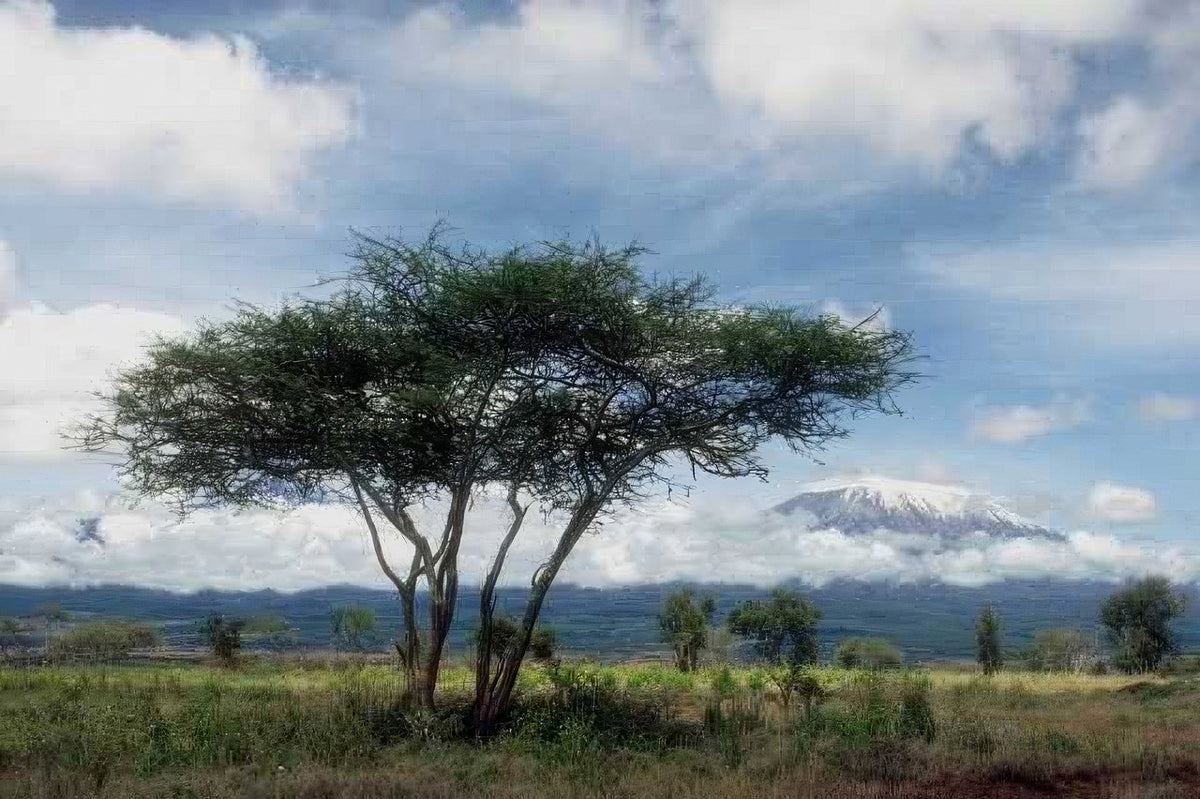Kenya Kilimanjaro Acacia Plains A4 Photo Print