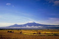 Kenya Kilimanjaro Grassland Zebras A4 Photo Print