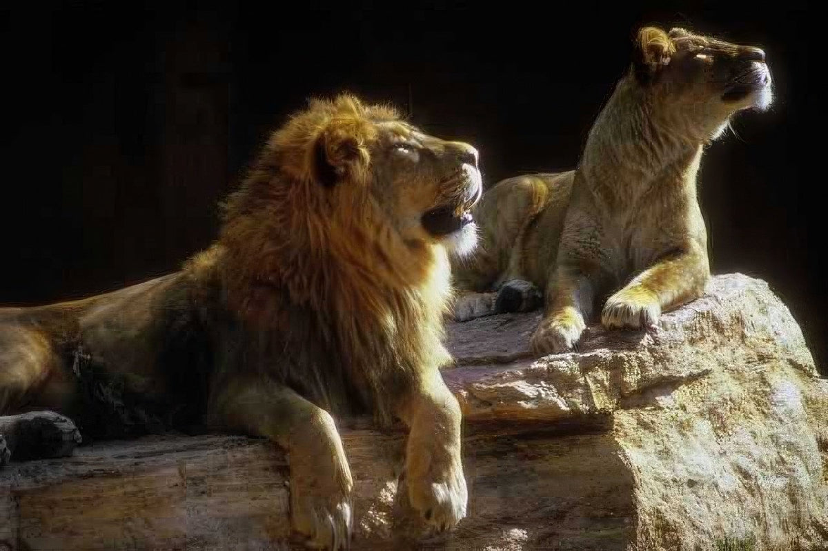 Kenya Lions Resting Rocks A4 Photo Print