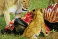 Kenya Lions Zebra Cubs A4 Photo Print